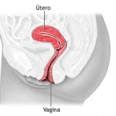 UTERO Y SEXUALIDAD UTERO Y SEXUALIDAD