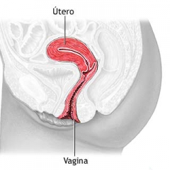 UTERO Y SEXUALIDAD