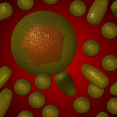 HEPATITIS B HEPATITIS B