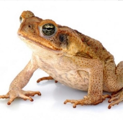 La prueba Galli Mainini