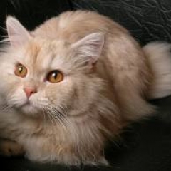 ¿Son los animales celosos?