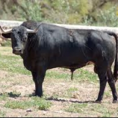 La reproducción y el prepucio