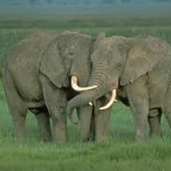 La negación de la hembra