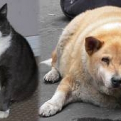 Mascotas de peso