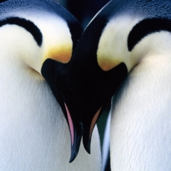 La naturaleza de los pingüinos