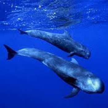 Menopausia en el mundo animal