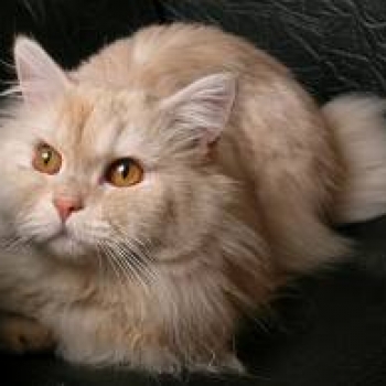 ¿Son los animales celosos?