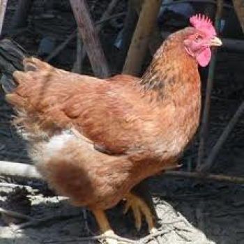 La gallina...