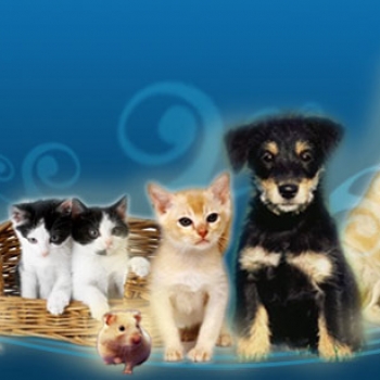 ¿Se transmite la gripe porcina de humanos a mascotas ?