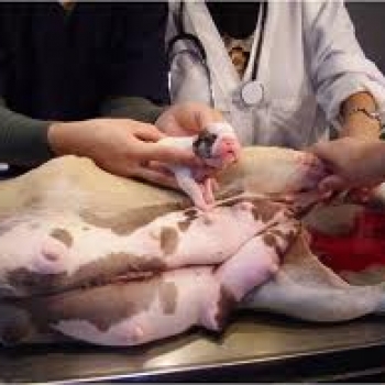 Cesárea en el mundo animal