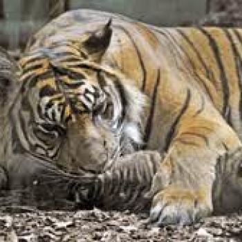 Sexo Seguro en los animales