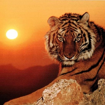 La orina en el mundo animal.