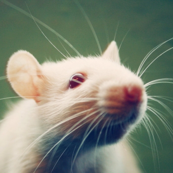 Ratoncitas de experimento